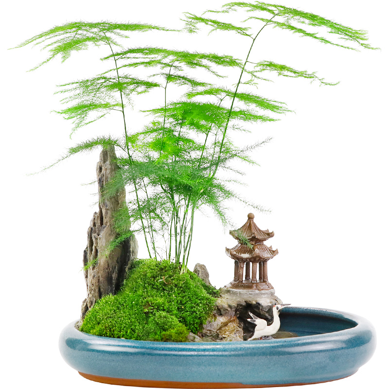文竹