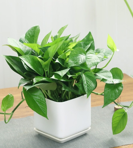 小绿萝